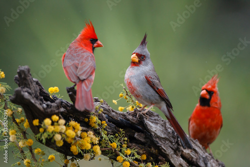 Pyrrhuloxia with northern cardinals. photo