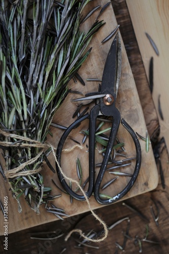 Fresh rosemary.Aromatic herbs and spices. Green rosemary twigs bunch and garden shears .Rustic style.Dark mood. Spices.