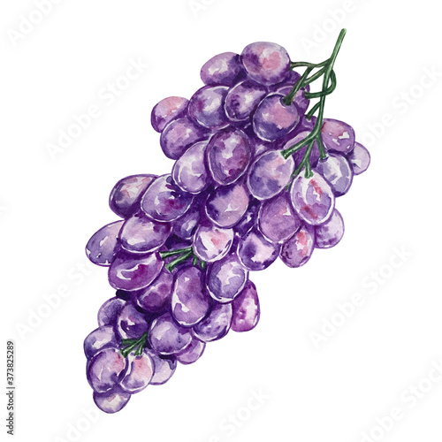 watercolor grapes purple ripe