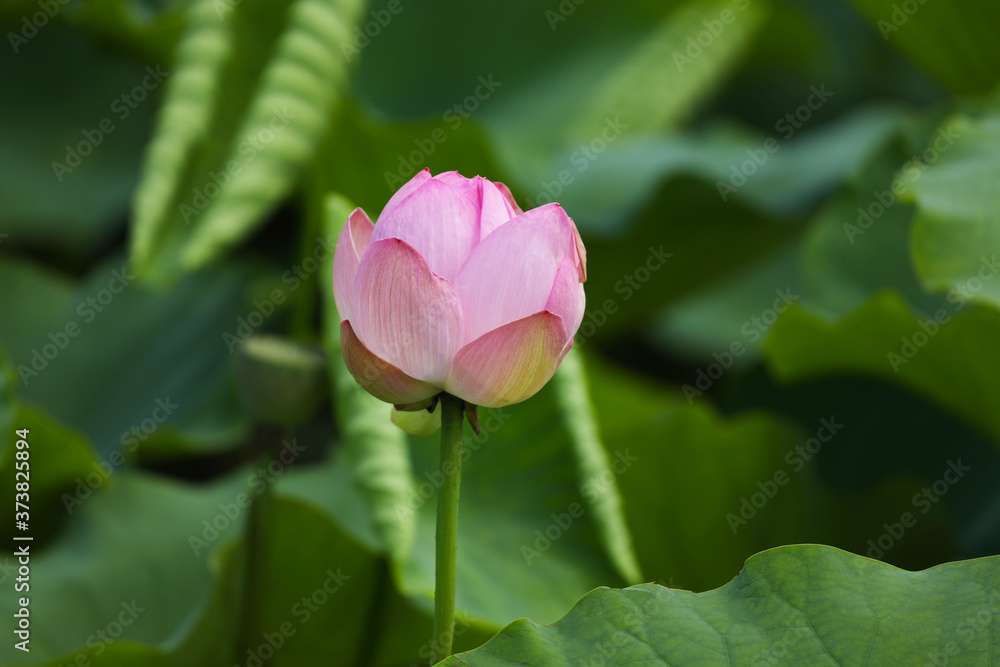 pink lotus flower