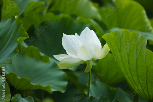 white lotus flower