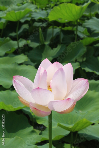 pink lotus flower