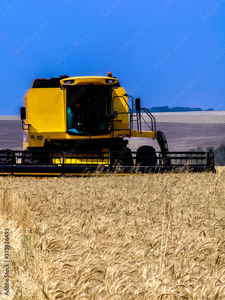 Fototapeta premium Combine harvester on a yellow wheat field in Bazil