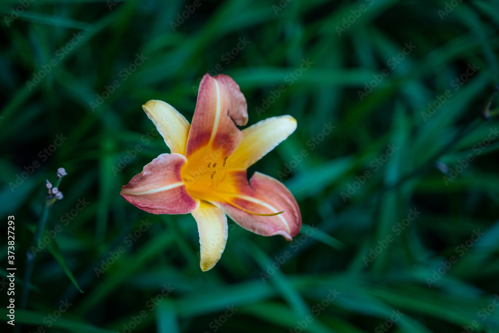 Obraz premium Close shot of a yellow and pink lily.