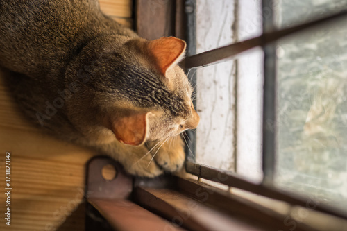 A kitten sits waiting patiently at the window