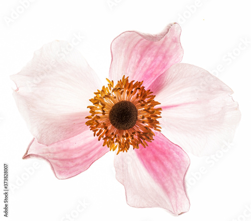flower on the white background