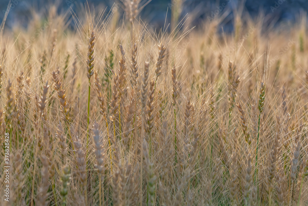 Yellow and green wheat field and sunny day. Ripe yellow wheat ears in the farm land Yellow and green wheat field and sunny day. Ripe yellow wheat ears in the farm land