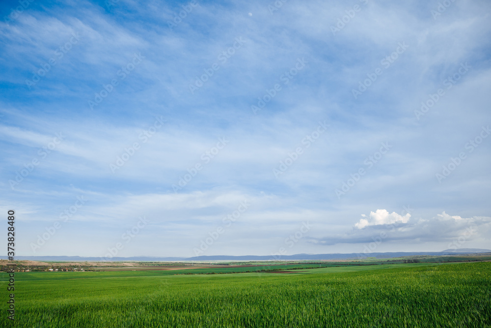 Green field and sky with clouds, grass in spring background, agricultural cereal crop