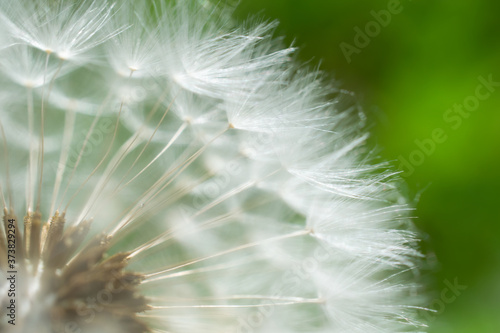 Dandelion head quarter closeup