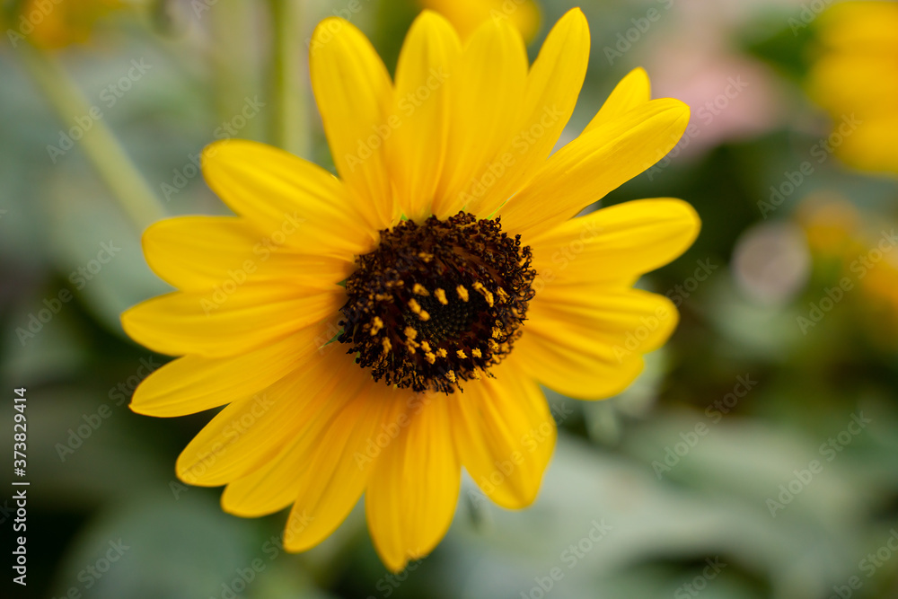 Close shot of a yellow sunflower. Close shot of a yellow sunflower.