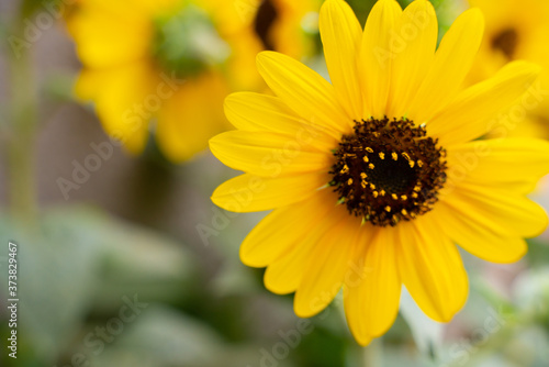 Close shot of a yellow sunflower.