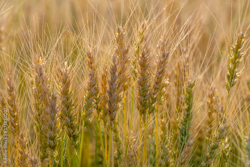 Yellow and green wheat field and sunny day. Ripe yellow wheat ears in the farm land Yellow and green wheat field and sunny day. Ripe yellow wheat ears in the farm land