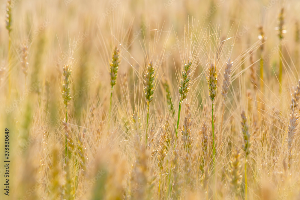 Yellow and green wheat field and sunny day. Ripe yellow wheat ears in the farm land Yellow and green wheat field and sunny day. Ripe yellow wheat ears in the farm land