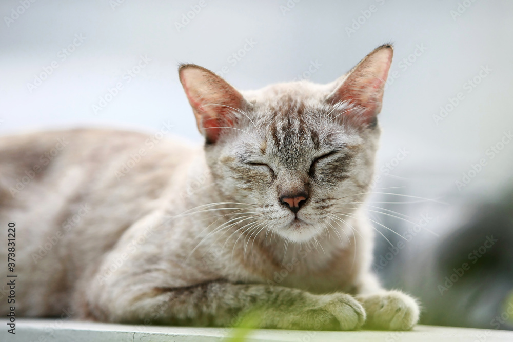 Lovely gray cat sleeping at outdoor