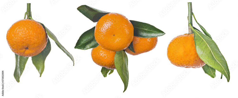 Obraz premium ripe orange tangerines with leaves group isolated on white