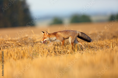 Fototapeta Naklejka Na Ścianę i Meble -  Red fox (Vulpes vulpes) on a freshly mown stubble.Young rusty fox running across a field with mown grain.Fox in orange evening light.