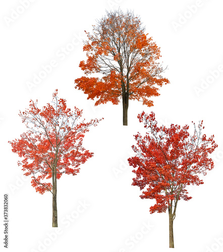 bright red three autumn maples cutout on white