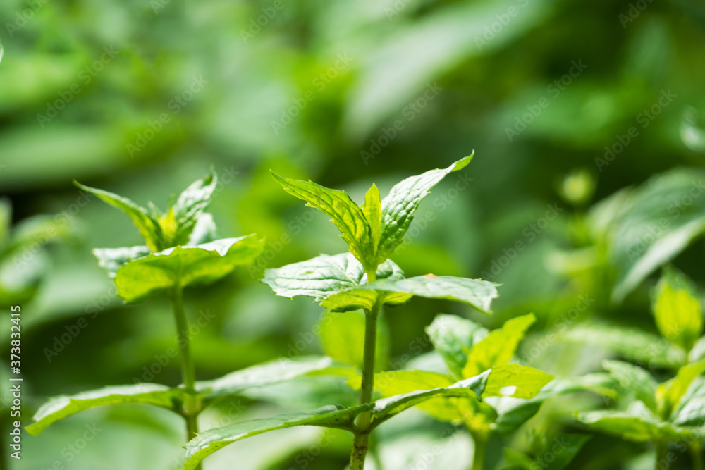 Green bushes of fragrant mint grow in a garden bed. Green bushes of fragrant mint grow in a garden bed.