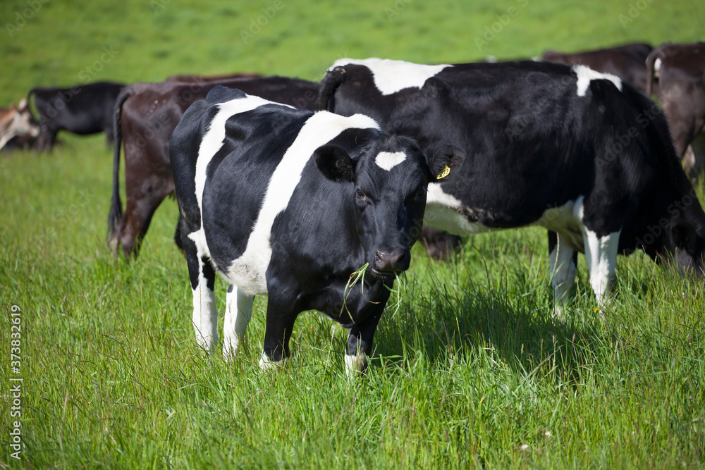 cow eating grass in the field