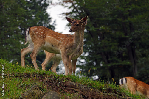 Fototapeta Naklejka Na Ścianę i Meble -  Beautiful young sika deer at the edge of the forest.
