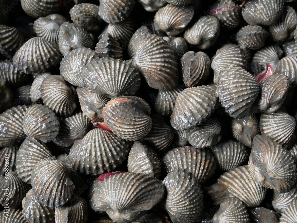 pile of​ fresh cockles or scallop for sale on market.