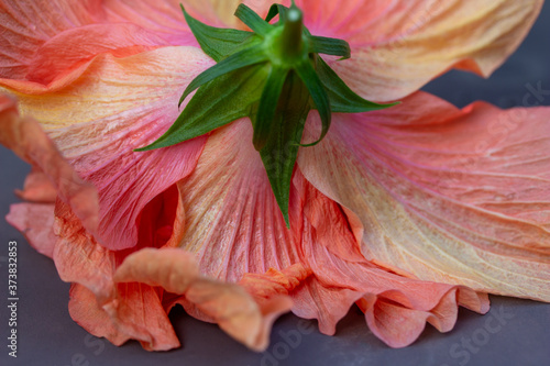 Colorful macro abstract texture of the beautiful backside of a large ruffled pink and yellow double hibiscus flower blossom