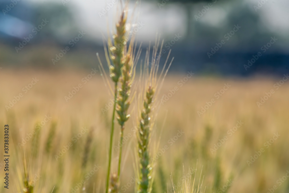 Yellow and green wheat field and sunny day. Ripe yellow wheat ears in the farm land Yellow and green wheat field and sunny day. Ripe yellow wheat ears in the farm land