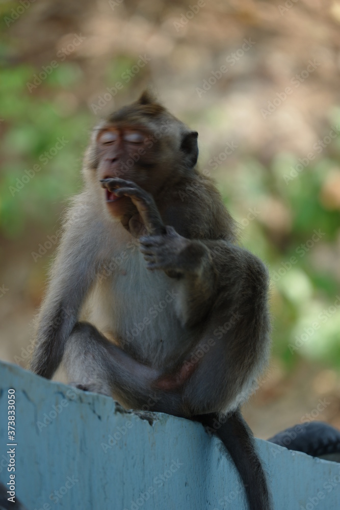 Macaca fascicularis is a small-bodied long-tailed monkey native to Southeast Asia, used for medical experiments. The color of the hair on his body is gray brown. The babies are blackish in color. Macaca fascicularis is a small-bodied long-tailed monkey native to Southeast Asia, used for medical experiments. The color of the hair on his body is gray brown. The babies are blackish in color.