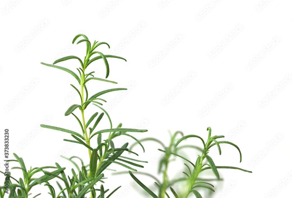 Fototapeta premium fresh rosemary