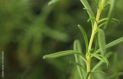 fresh rosemary