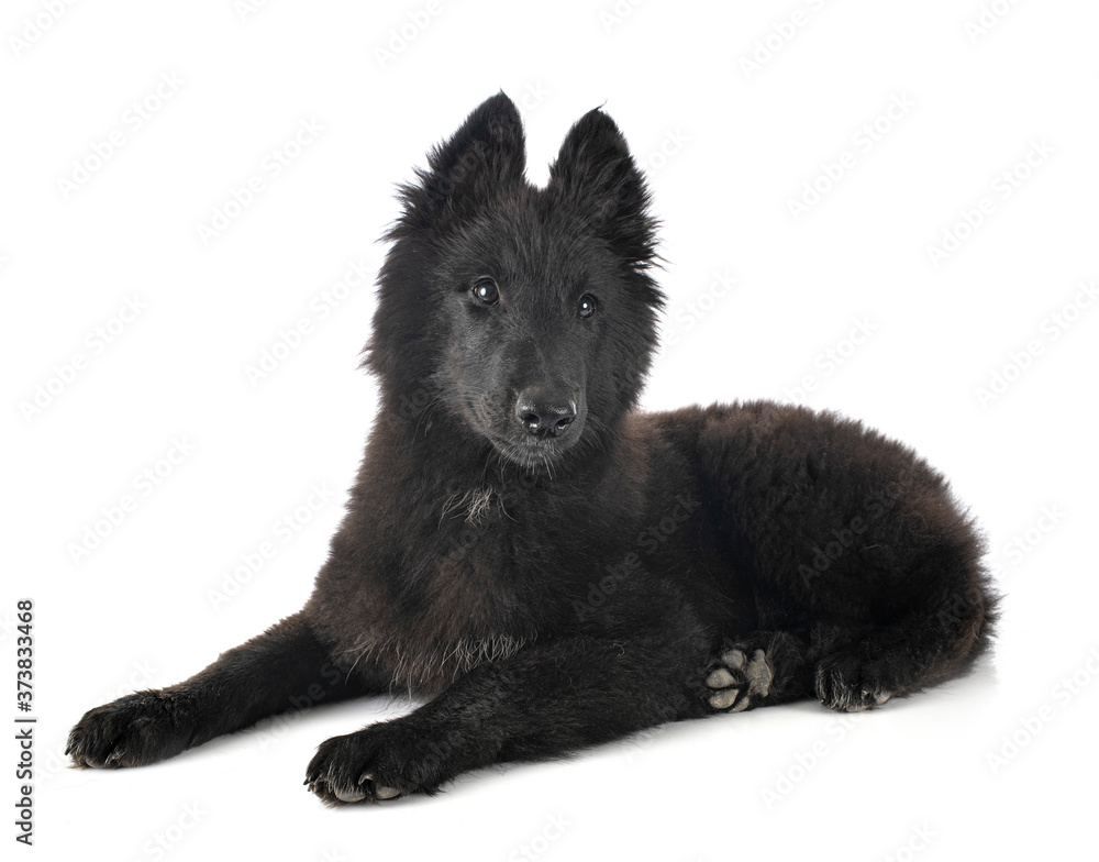 ppuppy Groenendael dog ppuppy Groenendael dog
