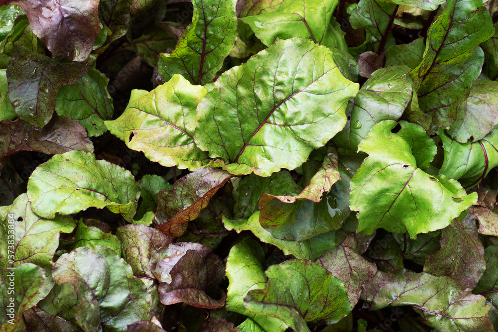 Green beet tops grow from the ground in the home garden Green beet tops grow from the ground in the home garden