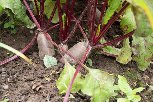 Green beet tops grow from the ground in the home garden