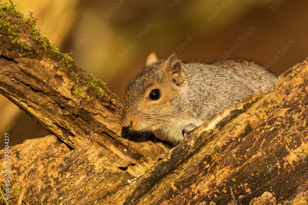 Obraz premium Grey squirrel, sciurus carolinensis, peering out through branches