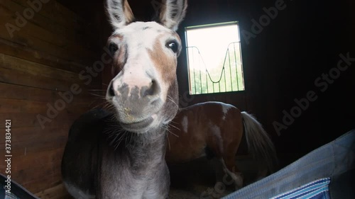 Cute closeup portrait of small donkey in box stall inside a horse stable