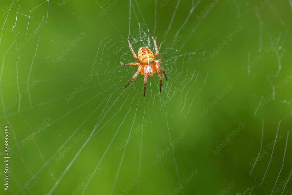Garden cross spider sitting on web - front side portrait, Araneus diadematus, Europe, Czech Republic wildlife Garden cross spider sitting on web - front side portrait, Araneus diadematus, Europe, Czech Republic wildlife