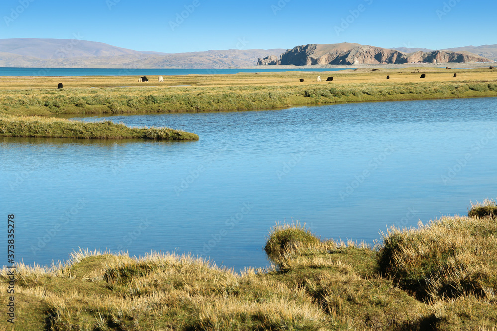 View of Namtso Lake with blue sky, Tanggula Mountains, grasslands, yaks and Nomadic tents in a sunny morning, Tibet, China