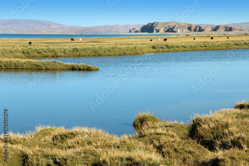 View of Namtso Lake with blue sky  Tanggula Mountains  grasslands  yaks and Nomadic tents in a sunny morning  Tibet  China
