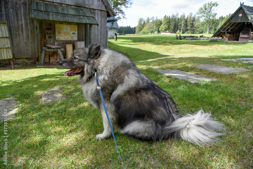 Obraz premium Wolfsspitz Hund auf Wiese mit Leine