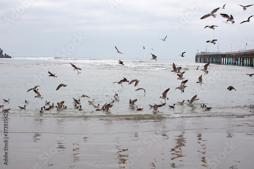 Aves alzando vuelo en el mar frio de Lima  Per  .