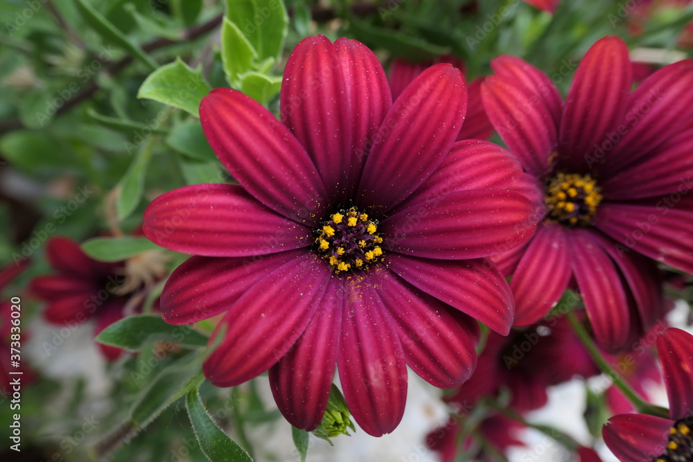 Obraz premium red and yellow flower