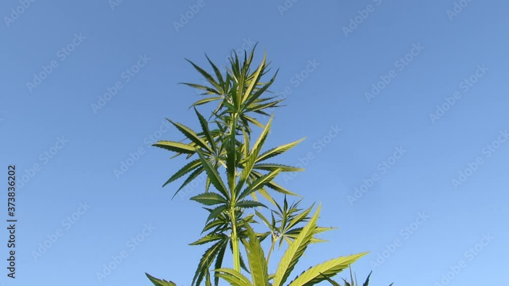 Medical Green hemp cannabis marijuana Medical Green hemp cannabis marijuana