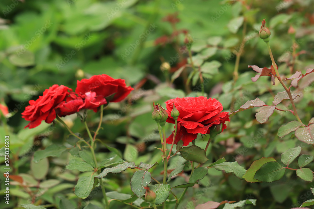 red rose in garden red rose in garden