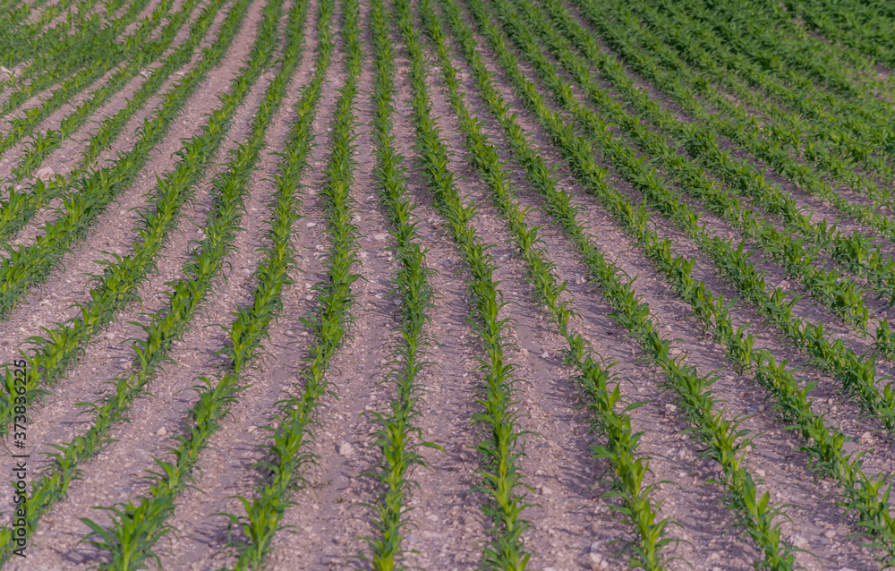 Modern and smart agriculture shot, rows of young corn plants growing on field with technological farming icons Modern and smart agriculture shot, rows of young corn plants growing on field with technological farming icons