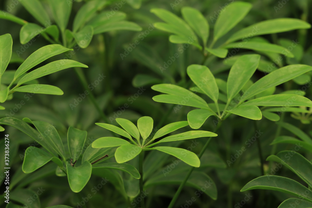 Obraz premium green leaves background