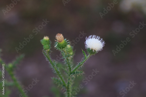 white agrimony flower in the summer field closeup I