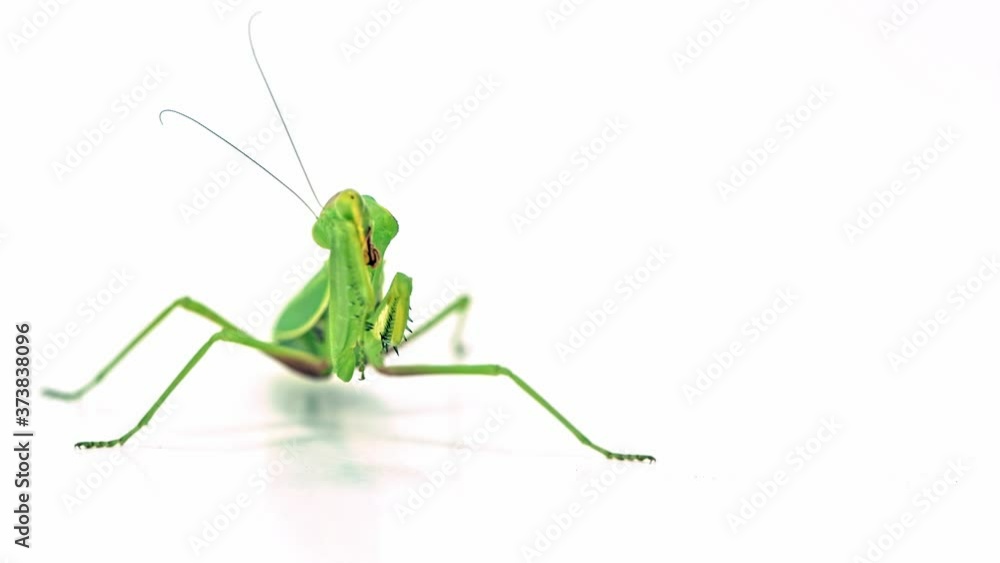 Mantis Insect on White Background. Hierodula Patellifera Mantis Insect on White Background. Hierodula Patellifera
