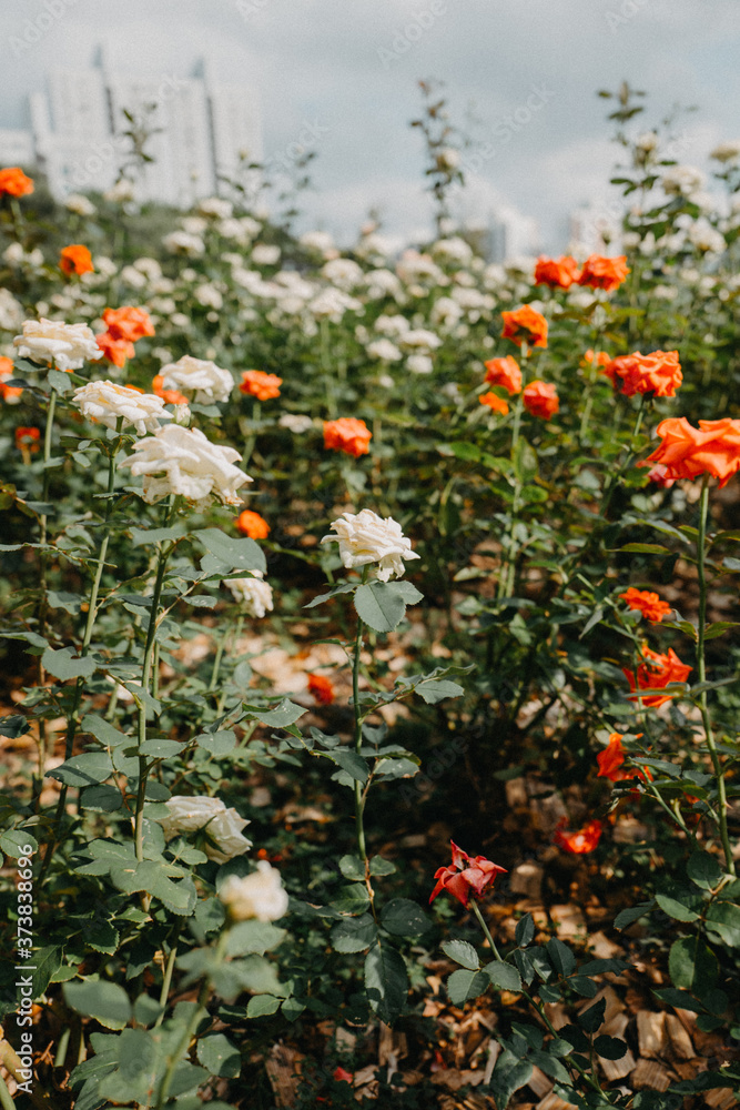 Fototapeta premium 꽃액자 장미 rose flower