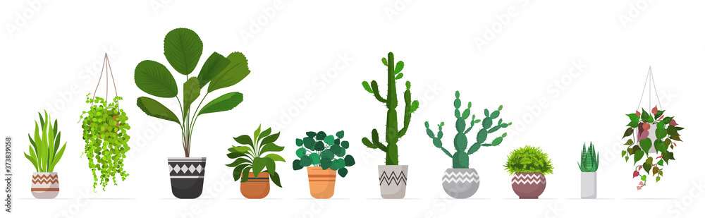 set decorative houseplants planted in ceramic pots different garden potted plants collection isolated horizontal vector illustration