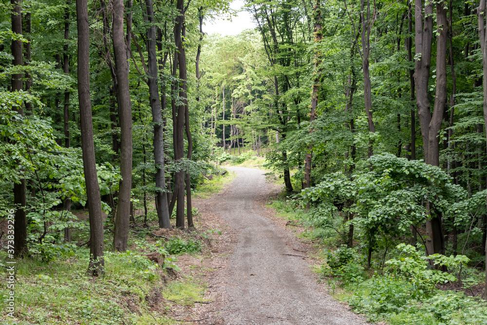 Dirt road leading through a fresh deciduous forest in national park Fruska gora in Serbia Dirt road leading through a fresh deciduous forest in national park Fruska gora in Serbia
